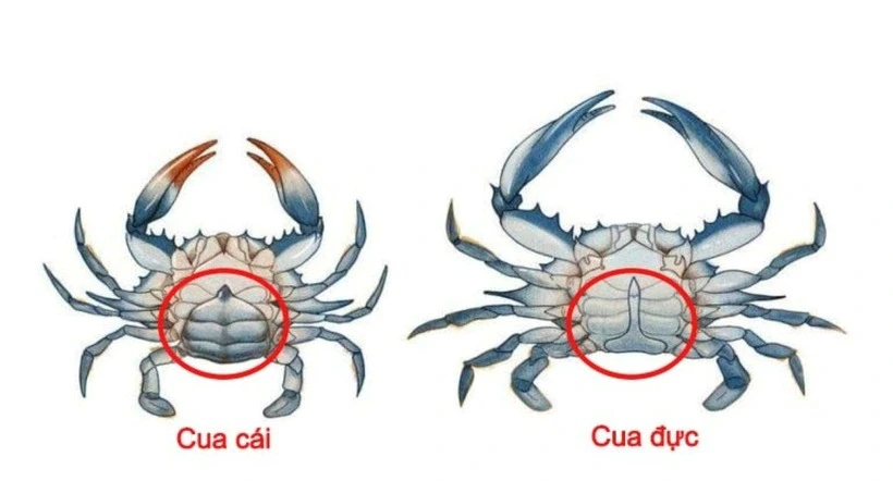 Phân biệt cua đực và cua cái