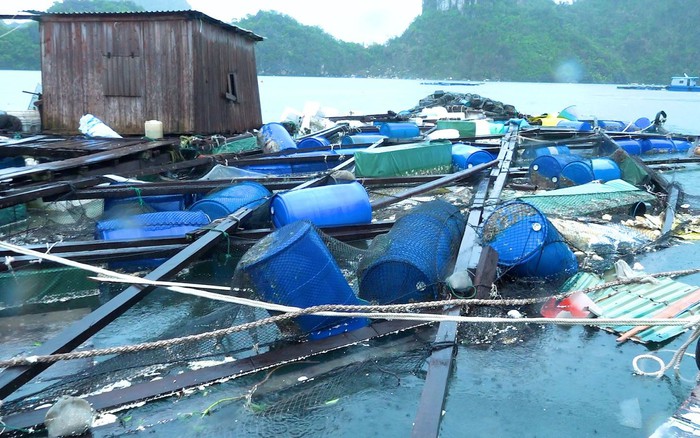 Sau trận bão lớn, hàng loạt lồng bè của bà con hư hỏng nặng nề 